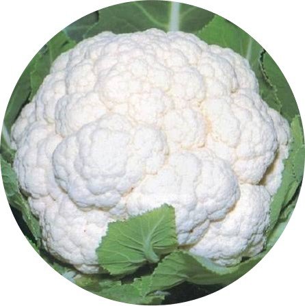 Cauliflower - Early kunwari